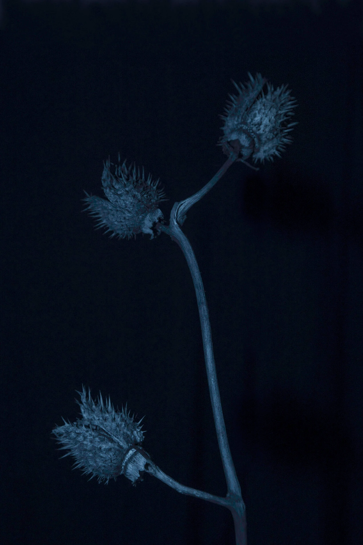 Blue almost green — foto 6